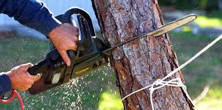 Best Tree Disease Treatment  in Villas, NJ