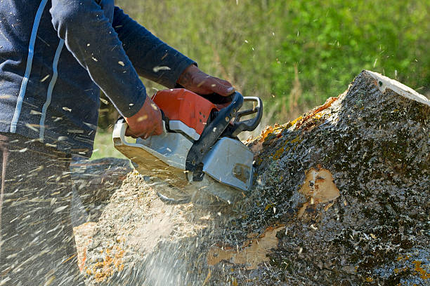 Villas, NJ Tree Care Services Company